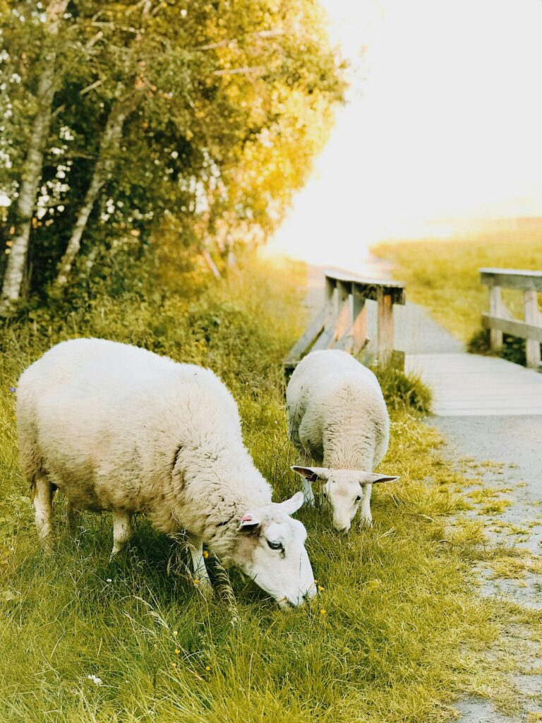 ovejas pastando en el puente